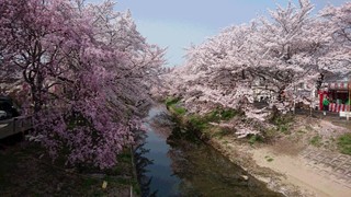 桜３.JPG